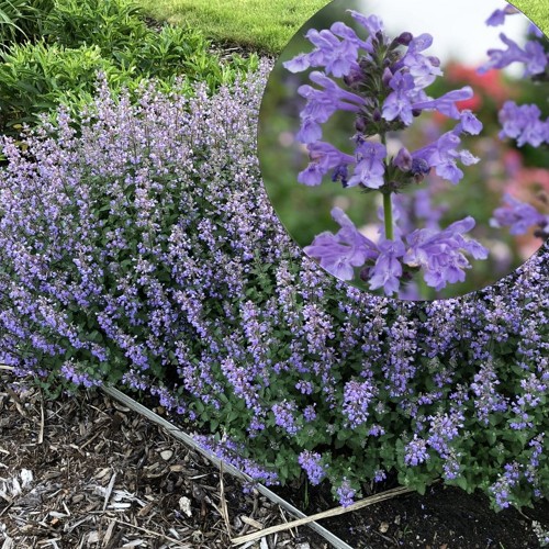 Nepeta x faassenii 'Purrsian Blue' - Faasseni naistenõges 'Purrsian Blue' P11/0,75L
